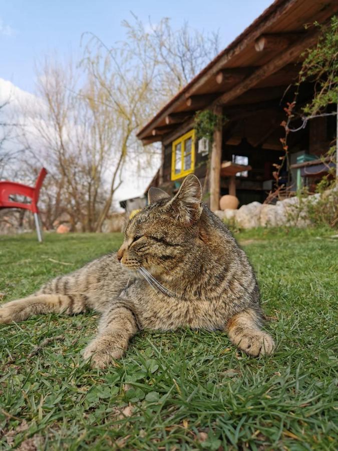 Chalet Belino Sokace Užice Εξωτερικό φωτογραφία